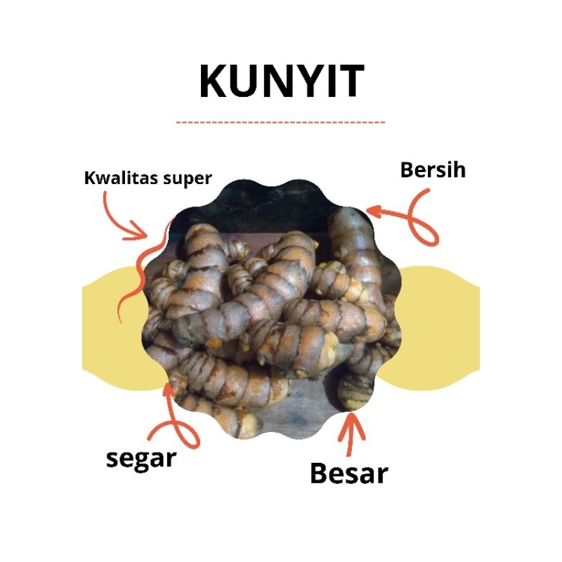 Jual Kunyit Segar Kunyit Kuning Kunir Fresh Kunyit Segar Kg Shopee Indonesia