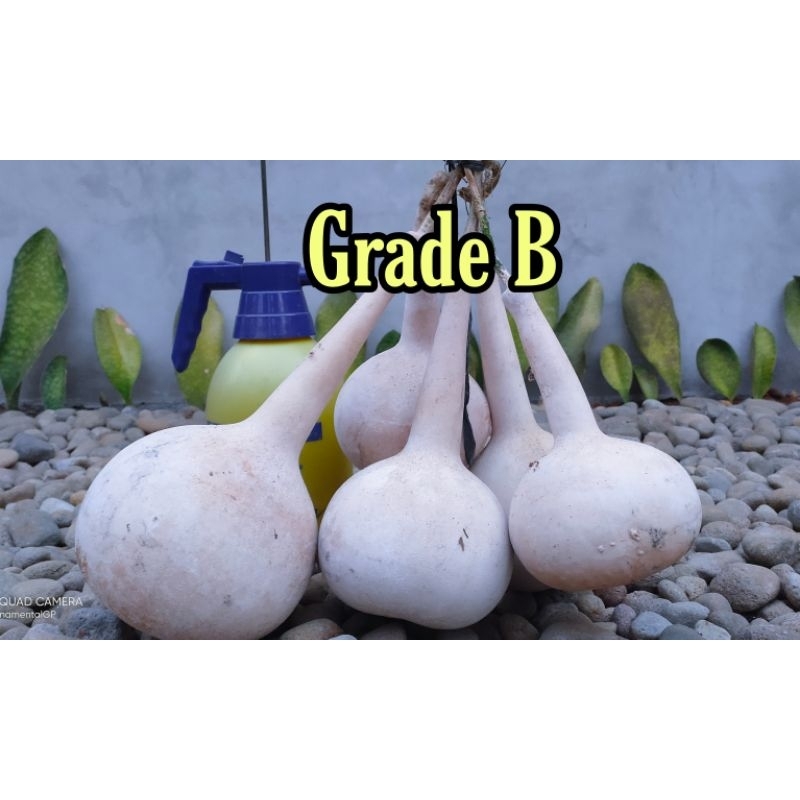 Jual LABU BOTOL KERING_BUAH UTUH | Shopee Indonesia