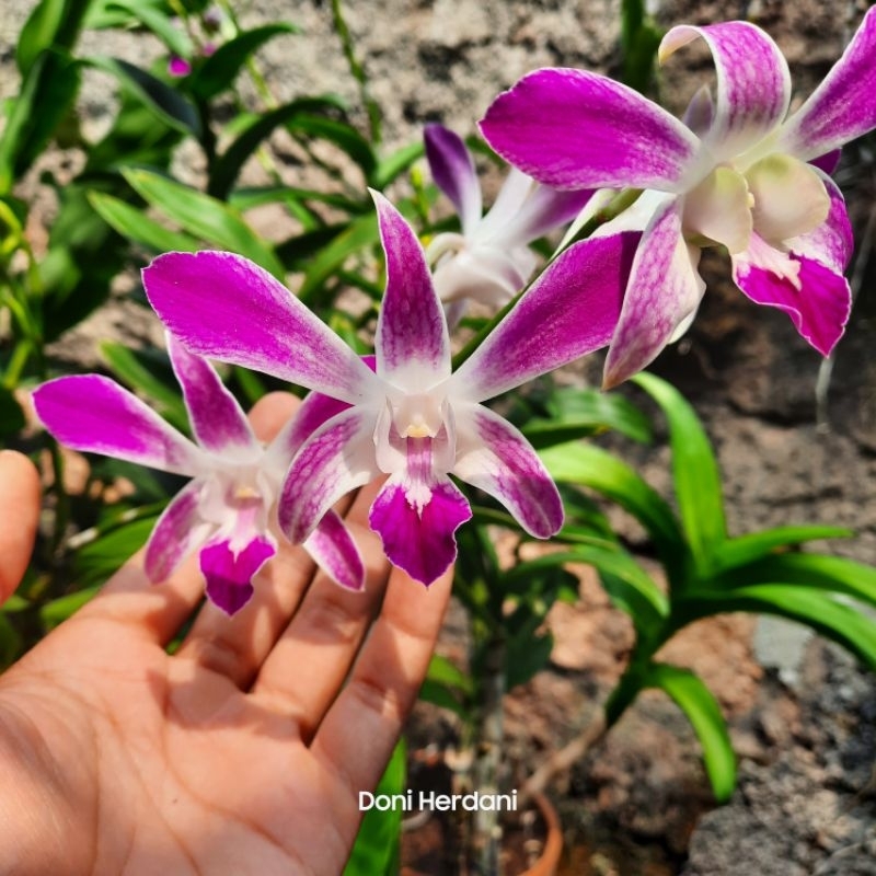 Jual Dendrobium Caesar Frederica, Anggrek Dendrobiun Caesar Federika ...