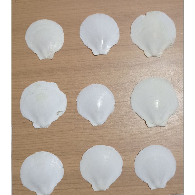 Jual cangkang kerang simping putih (isi 8 pcs) | Shopee Indonesia