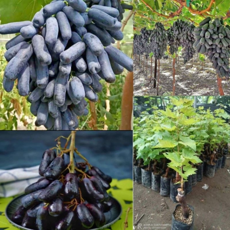 Jual Bibit Anggur Import Moondrop Asli Hasil Grafting Shopee Indonesia