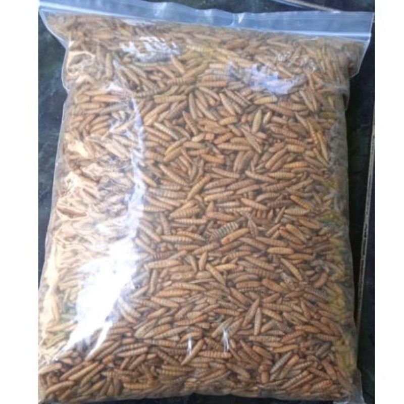 Jual Maggot kering BSF 250gr / dry maggot kualitas/ pakan maggot BSF ...