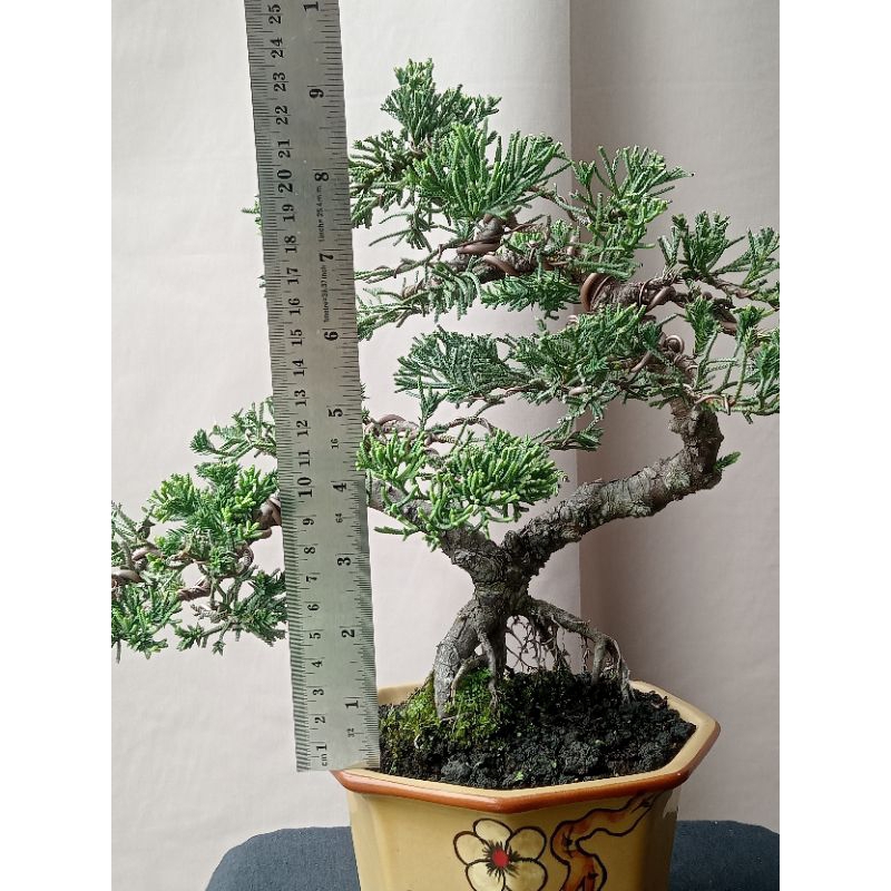 Jual bonsai Cemara blue sinensis | Shopee Indonesia