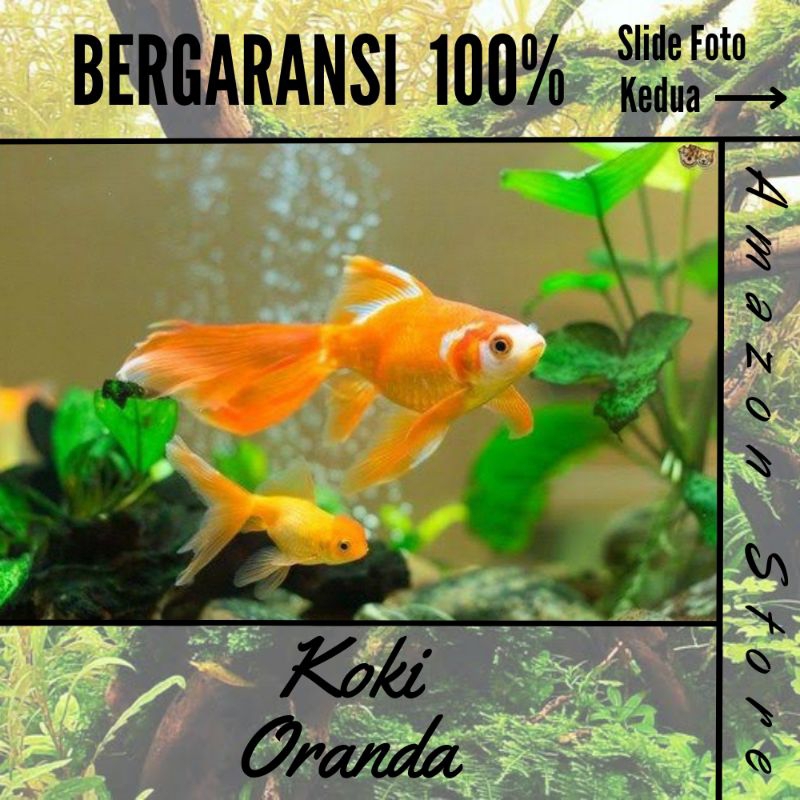 Jual ikan maskoki Oranda / ikan hias air tawar | Shopee Indonesia