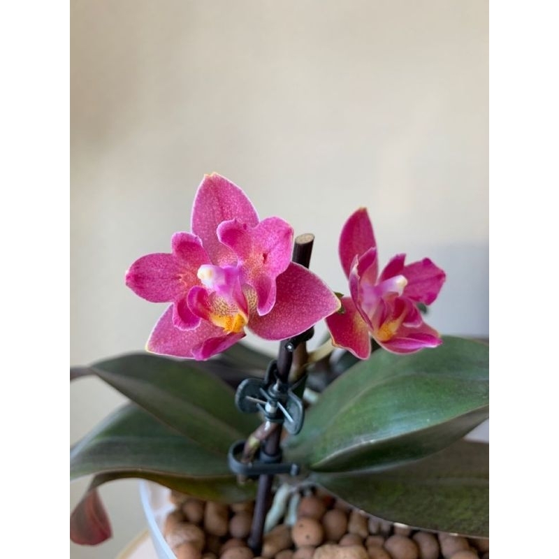 Jual Anggrek Bulan ( Phal. Tying Shin Smart ) Shopee Indonesia