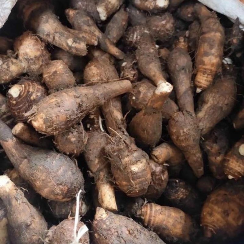 Jual BotheMbothe mentahTalas1kgFresh dari kebun Shopee Indonesia