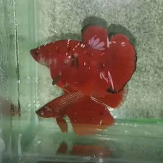 Jual ikan cupang line RGG red gold galaxy rijekan RGG | Shopee Indonesia