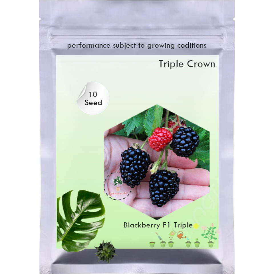 Benih Blackberry F1 Triple Crown Bibit Buah Blackberry Import Premium Unggul Berkualitas Super