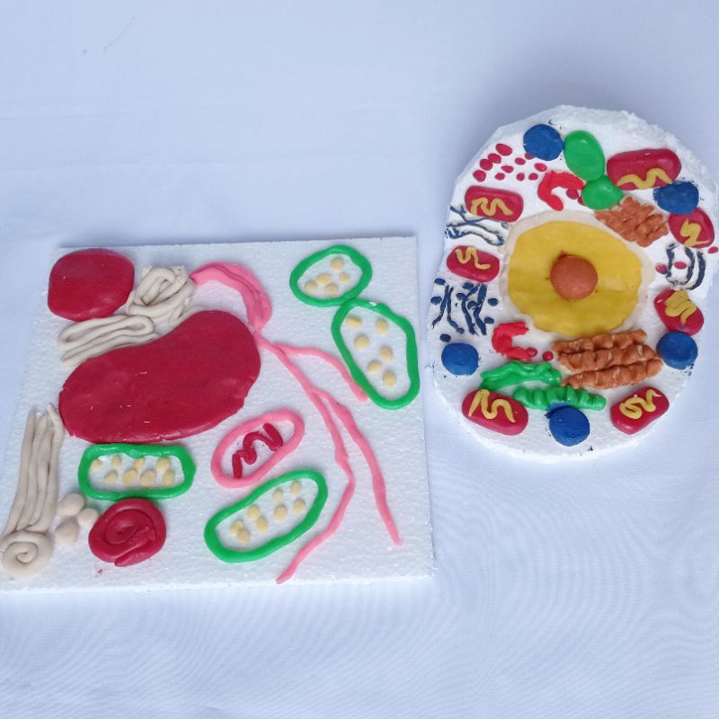 Jual Sel Tumbuhan dan Sel Hewan | Shopee Indonesia