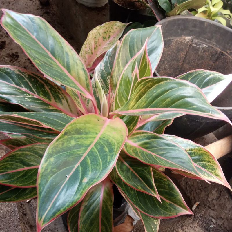 Jual aglonema liftik klasik | Shopee Indonesia