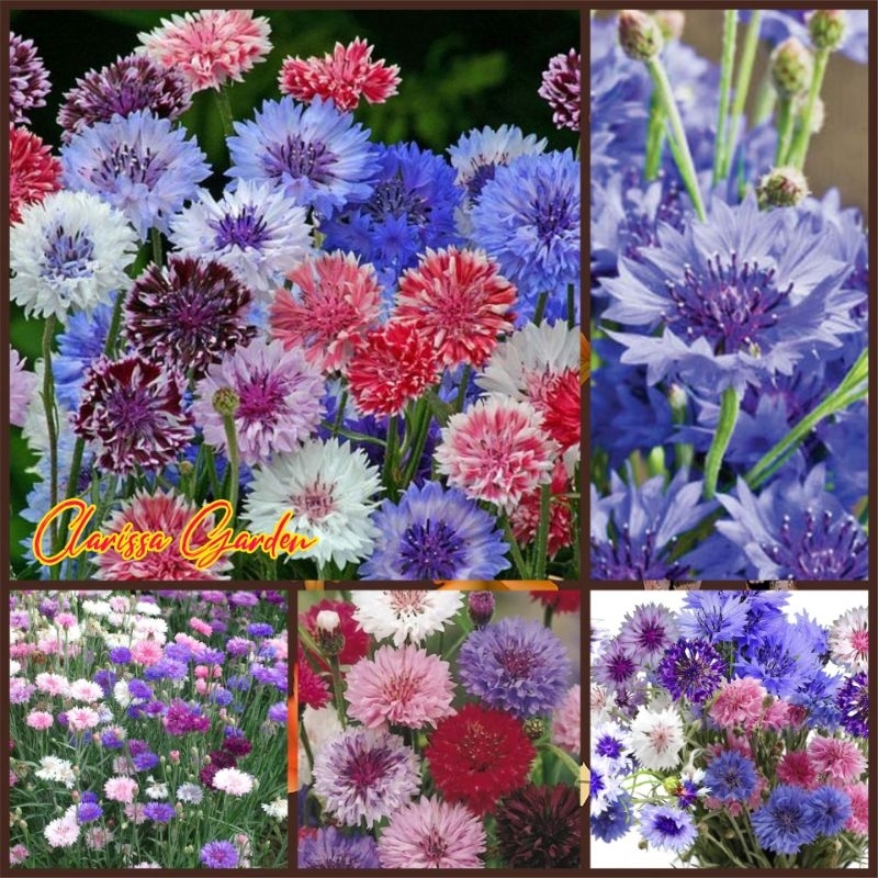 Jual 20 BUTIR BIJI BUNGA CORN FLOWER CENTAUREA CYANUS MIXED | Shopee ...