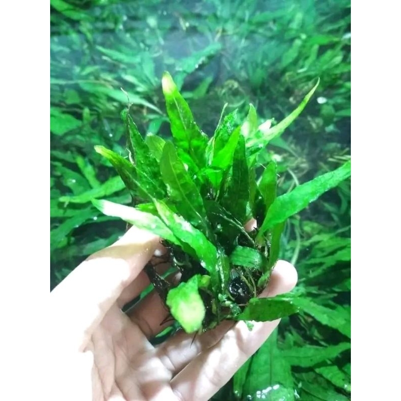 Jual kadaka mini/java vern/microsorum pteropus full daun air -tanaman ...