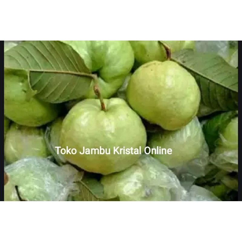 Jual Buah Jambu Kristal Kg Ukuran Kecil Buah Segar Fresh Buah Jamkis Fresh Shopee Indonesia