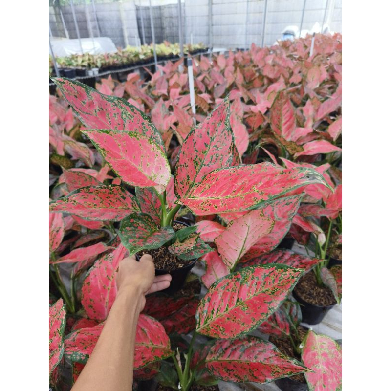 Jual aglaonema red king(real) | Shopee Indonesia