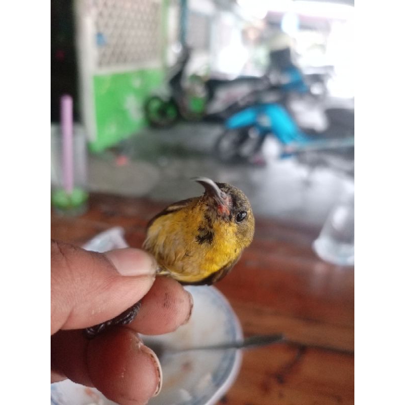 Jual burung Sogon jantan(bahan) | Shopee Indonesia