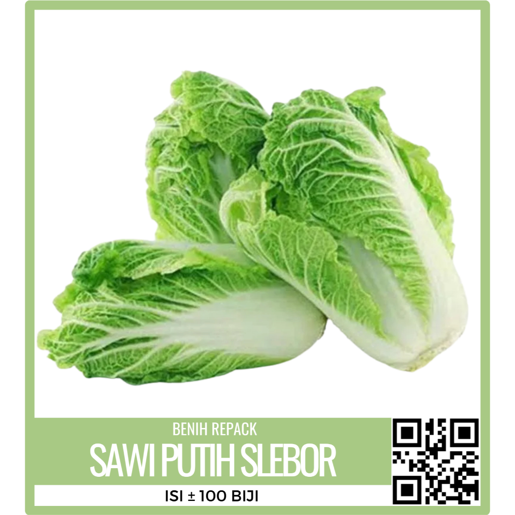 Jual Benih Bibit Sawi Putih Chinese Cabbage Isi 100 An Kemasan Repack