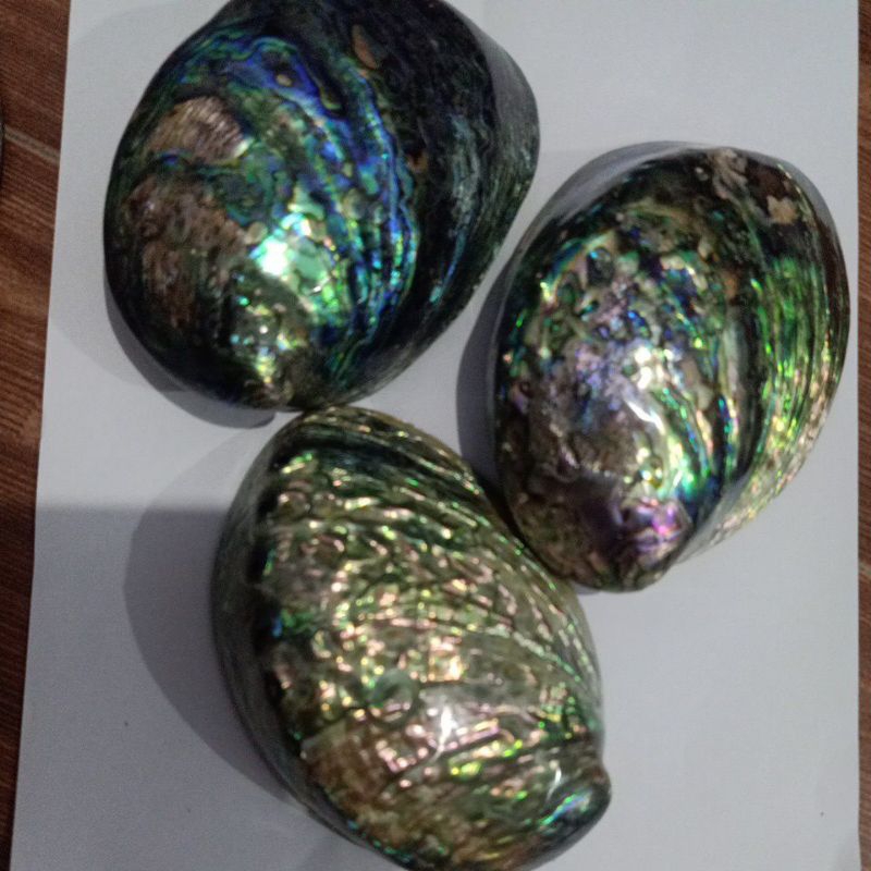 Jual CANGKANG KERANG ABALON WARNA NATURAL/PAWAH | Shopee Indonesia