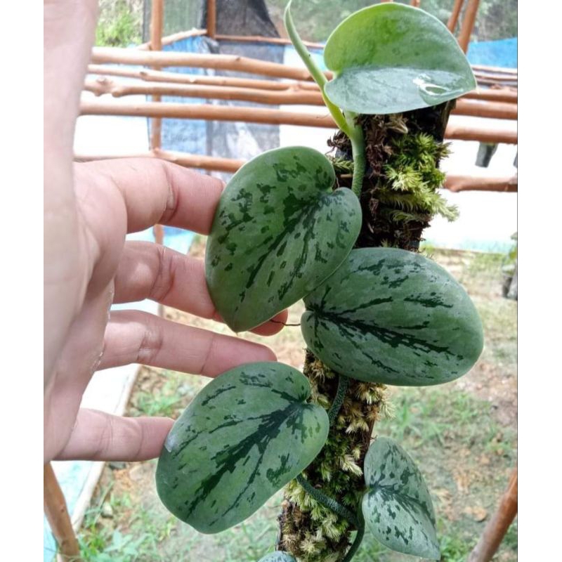 Jual Scindapsus army | Shopee Indonesia