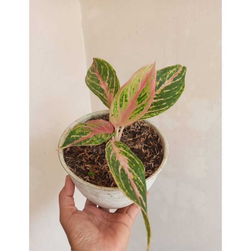 jade plant succulent Compact Mini Jade/ Ripple Jade- 1 Gallon