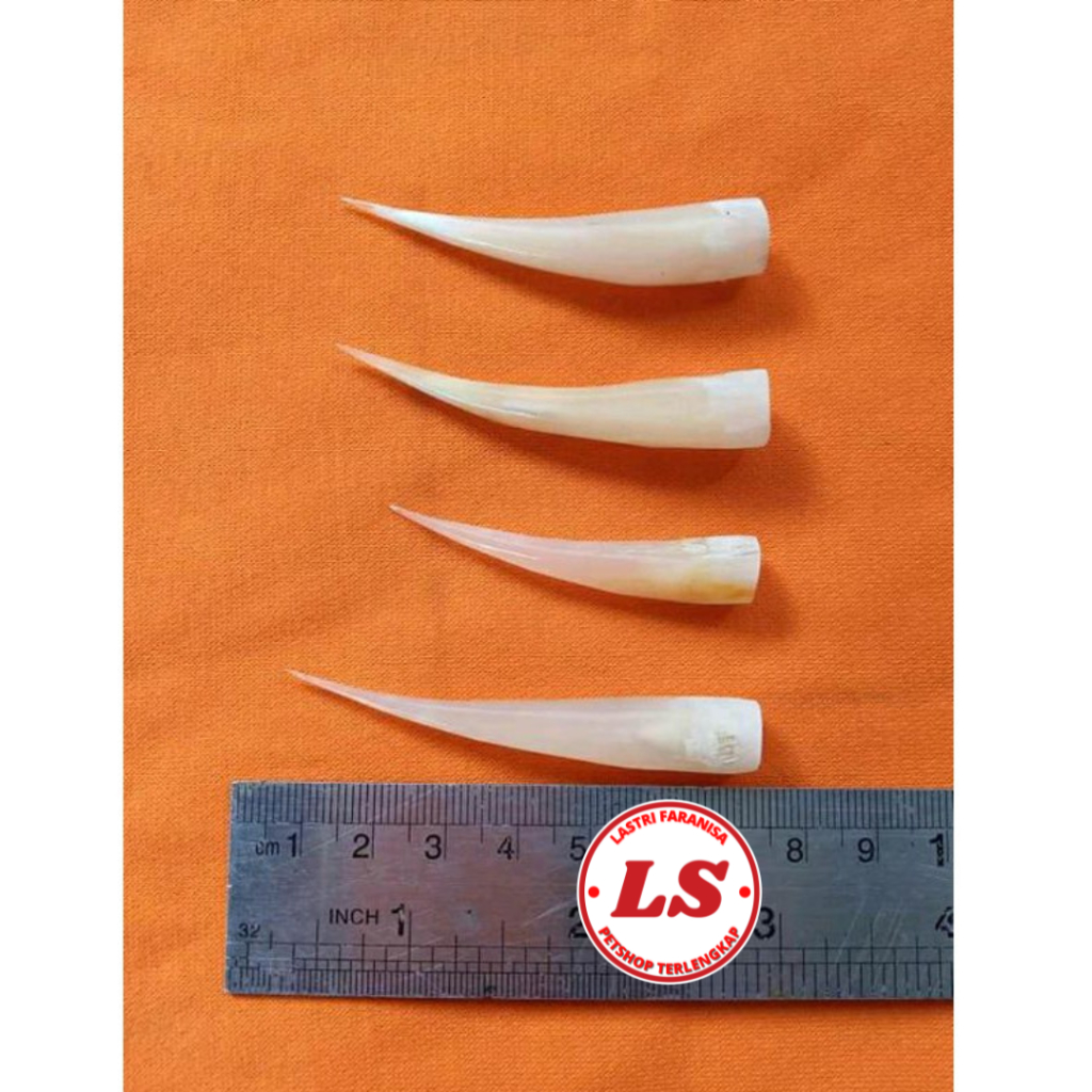 Jual JALU SAMBUNG 3 CM Taji Sambung Jalu Pengganti Taji Patah Jalu Ayam 