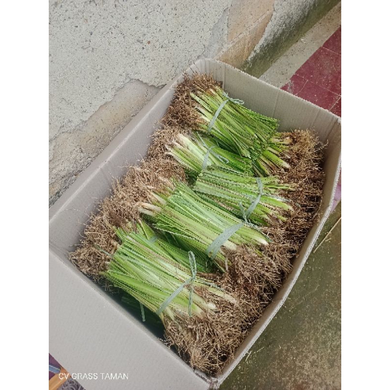 Jual Paket 20 Batang Rumput Vetiver Akar Wangi Pencegahan Erosi Tanah ...