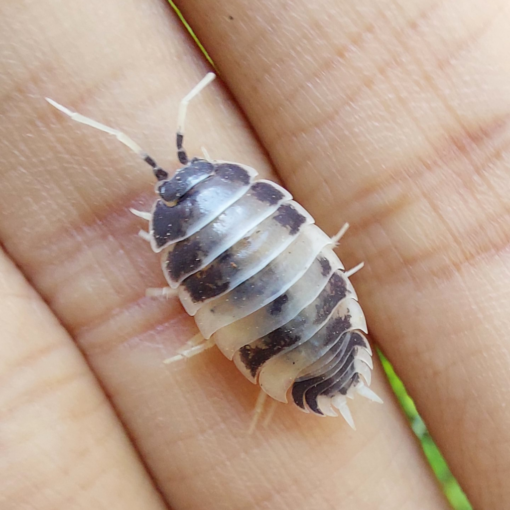 Jual [Extra] 10pcs Isopod Dairy Cow Porcellio laevis Dairy Cow Cleaning