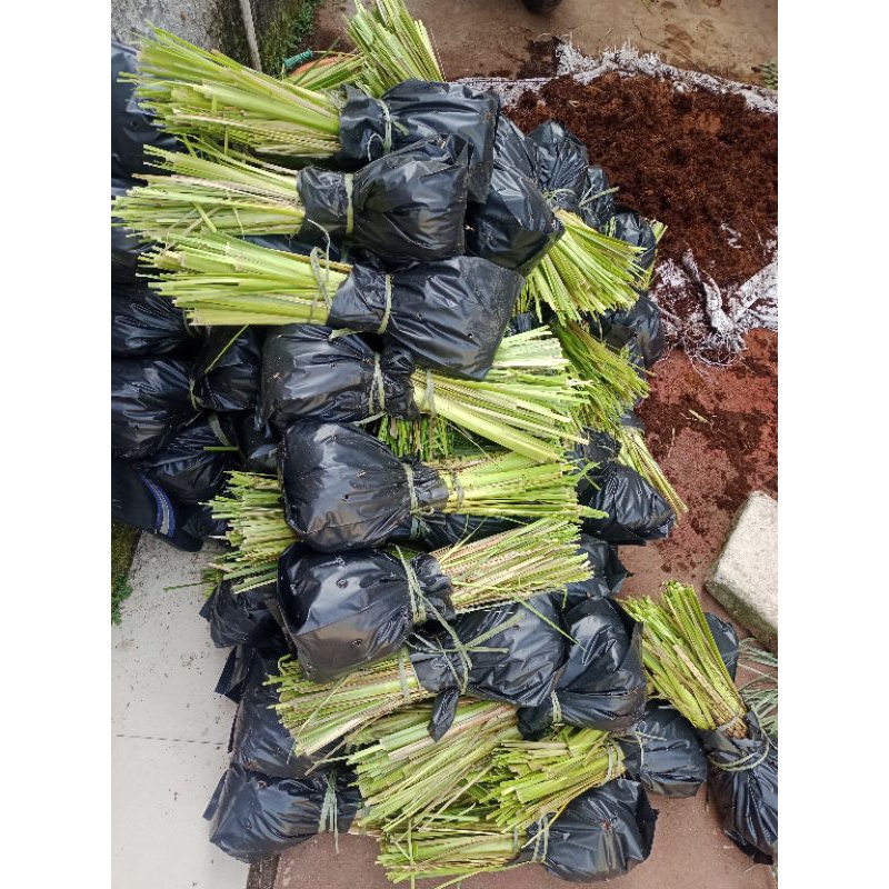 Jual Paket 20 Ribu Rumput Vetiver Akar Wangi Bibit Rumput Vetiver ...