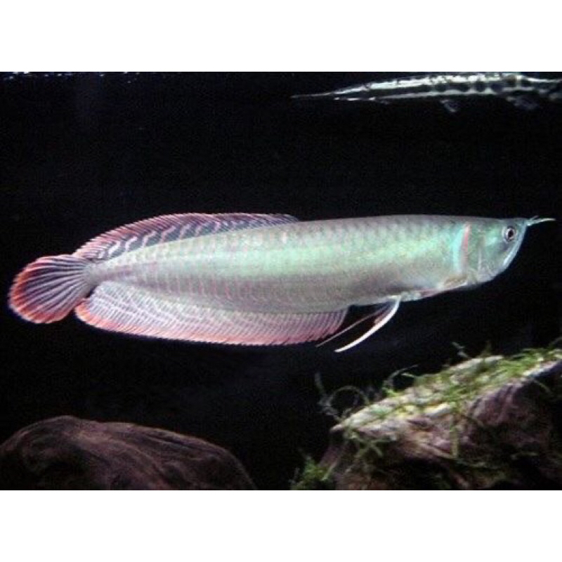 Jual Arwana Arowana Silver Red Brazil Produk Unggulan Bisa Di Tankmate