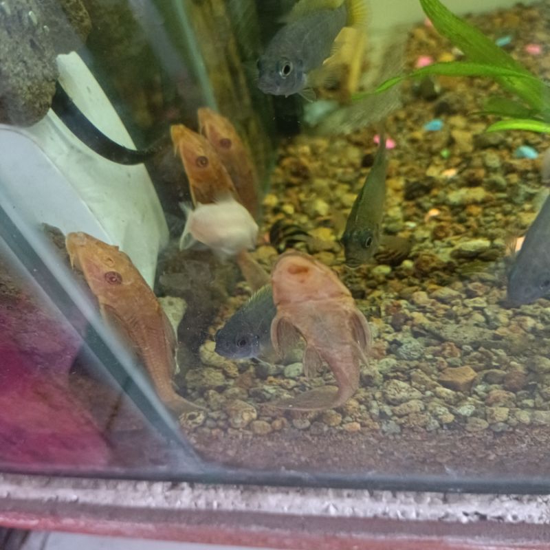 Jual Hiasan Aquarium Ikan Sapu Sapu Albino Shopee Indonesia