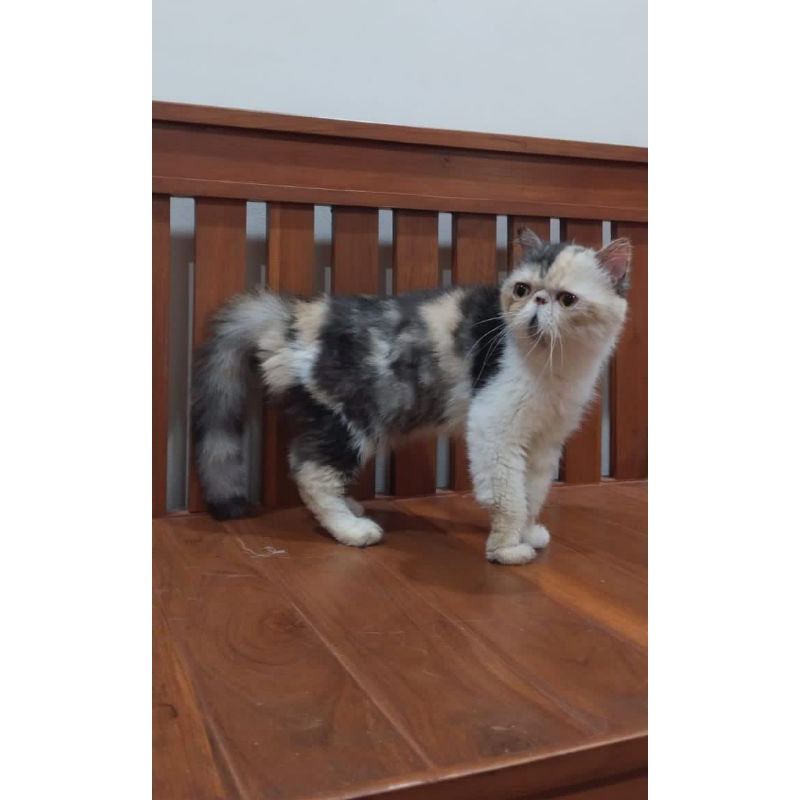 Jual Kucing Pesek Terlengkap & Harga Terbaru Mei 2026 | Shopee Indonesia