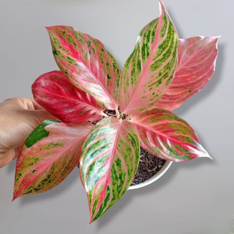 black philodendron Philodendron Black Cardinal main image 1