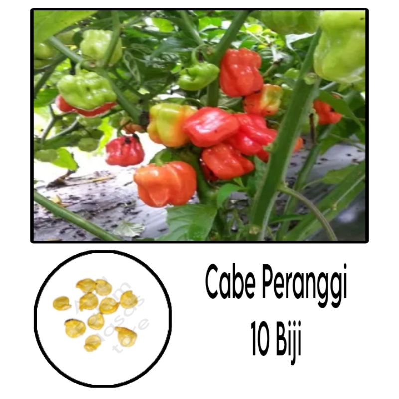 Jual BENIH/BIBIT CABE PERANGGI REPACK ISI 10BIJI KEMASAN ZIPLOCK ...