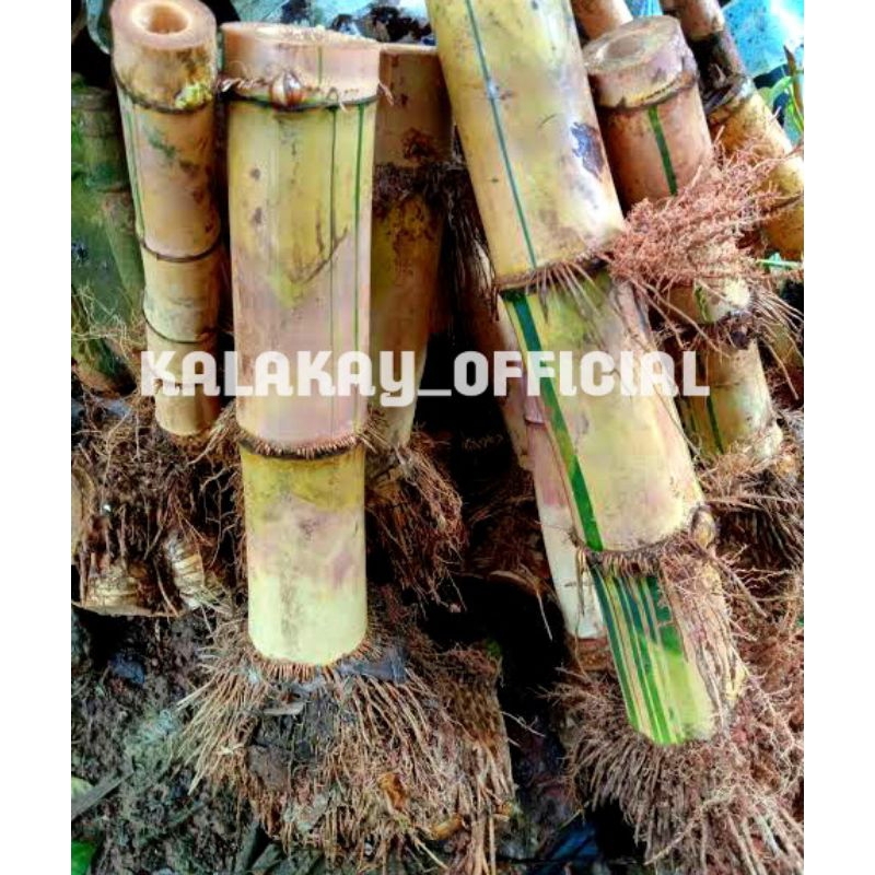 Jual Bibit Bonggol Bambu Kuning Jumbo Bibit Bonggol Bambu Kuning Berakar Shopee Indonesia 