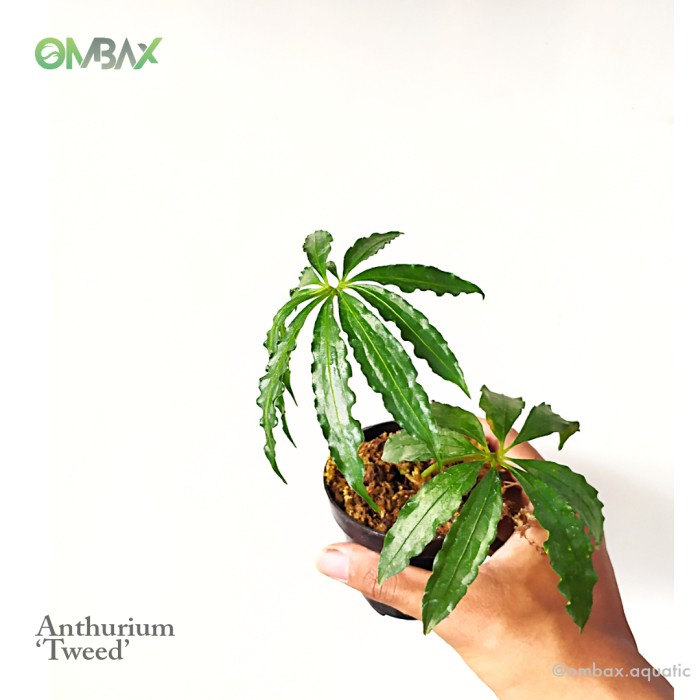 Jual Anthurium 'Tweed' - Tanaman Terrarium / Paludarium / Indoor | Shopee  Indonesia