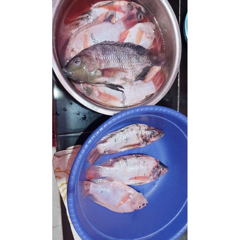 Jual Ikan Nila Segar 1kg Shopee Indonesia