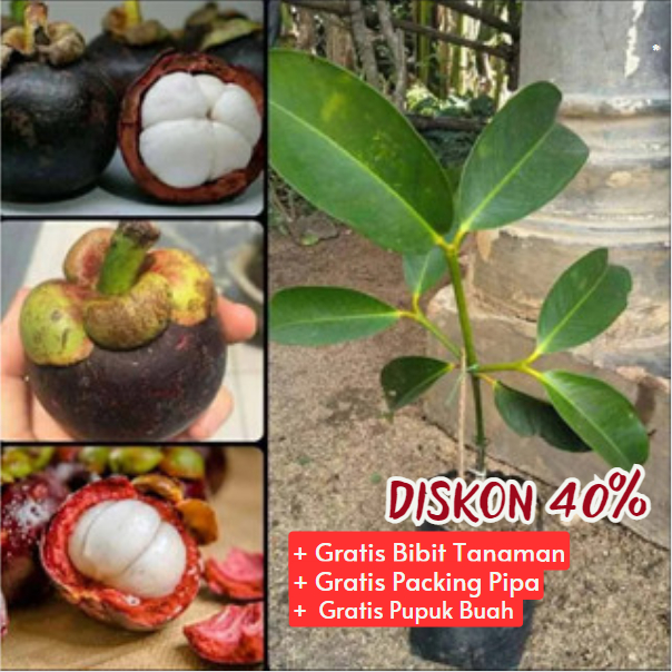 Bibit Manggis Biji Super Unggulan