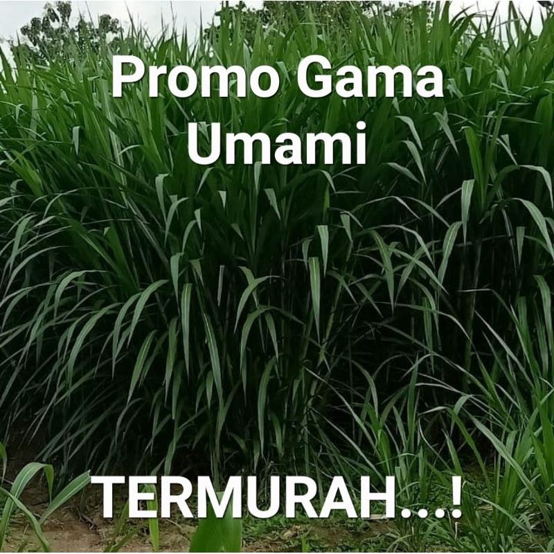 Jual Bibit Rumput Gama Umami Asli Shopee Indonesia