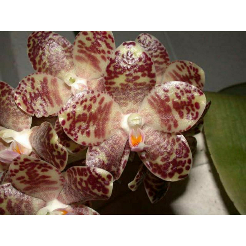 Jual Botolan Phalaenopsis gigantea | Shopee Indonesia