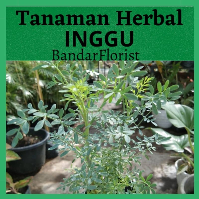 Jual Tanaman Herbal Daun Inggu Rimbun Bandar Florist Shopee Indonesia