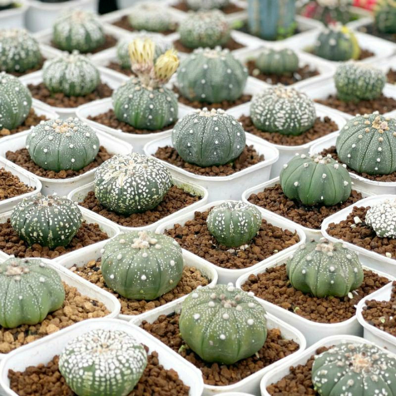 Jual Kaktus Astrophytum Asterias Super Kabuto Kaktus Astro Shopee