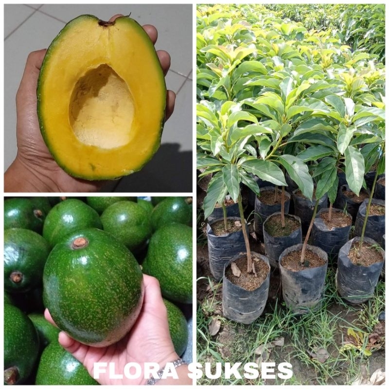 Jual Bibit Alpukat Miki Genjah Dan Anti Ulat Hasil Grafting Shopee