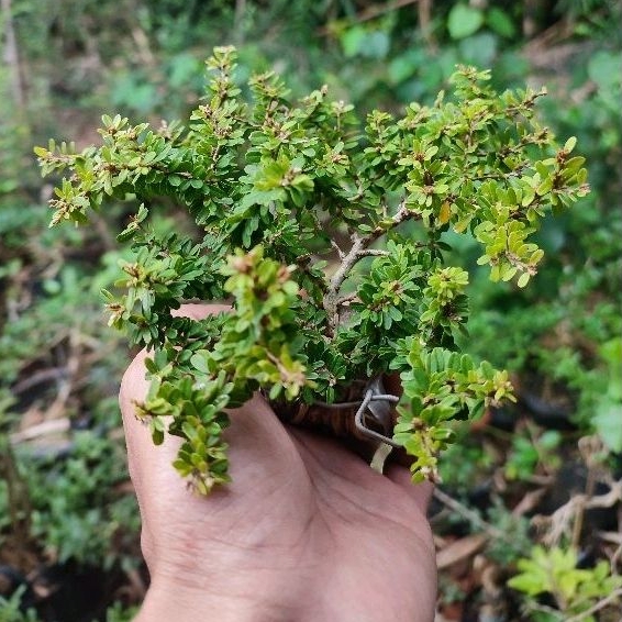 Jual saeng simbur super micro Thailand bahan bonsai small | Shopee ...
