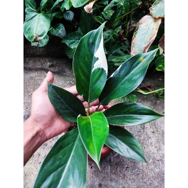 Jual paket 4 Aglonema tanian lokal siam jade, ruby wayang, ruby ...