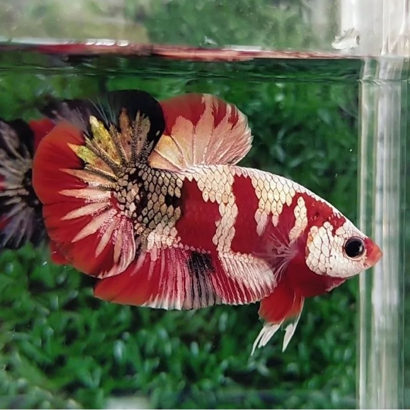 Jual CUPANG RKC REDKOI COOPER | Shopee Indonesia