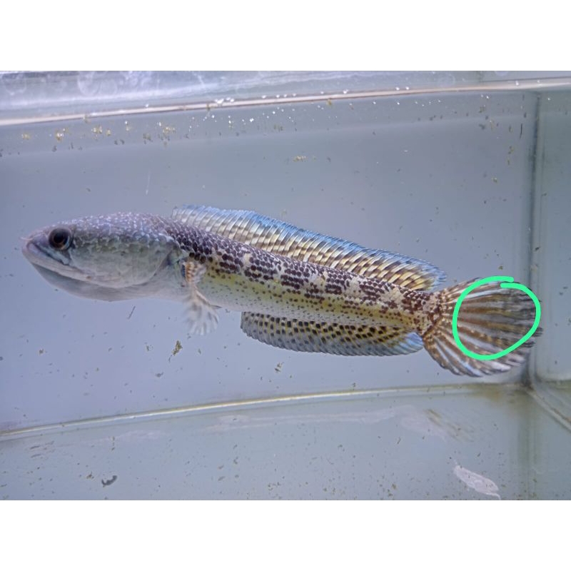 Ikan Channa Auranti Singel Tang