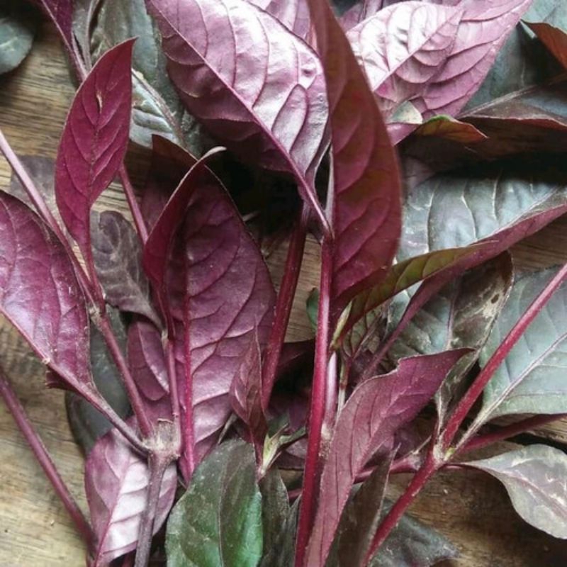 Jual daun ungu/daun handelem segar fresh 100 gram | Shopee Indonesia