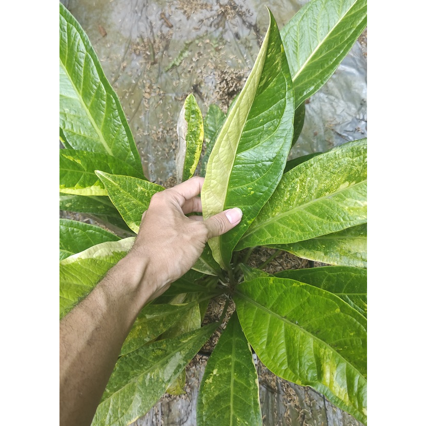 Jual Tanaman Hias Anthurium Jemani Variegata Rumpun - Jenmanii Varigata |  Shopee Indonesia