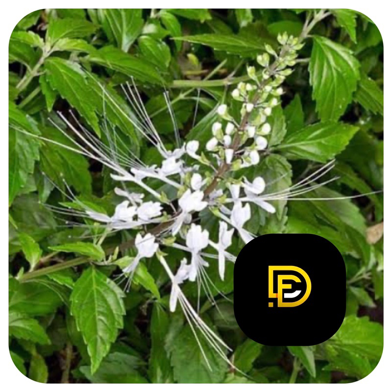 Jual Daun kumis kucing segar 1 kg GRATIS daun keji beling-az | Shopee