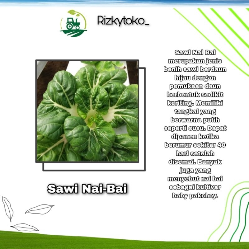 Jual Benih SAWI Nai-Bai Pakcoy Mini 50 seed repacking | Shopee Indonesia