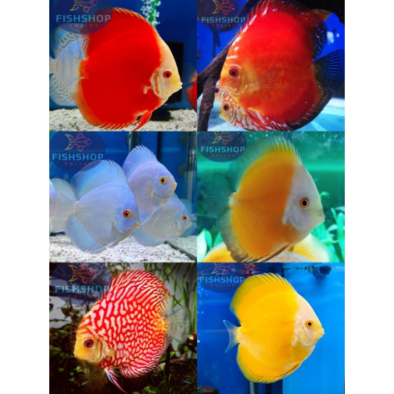 Jual Discus Paket 6 Ekor Dengan Jenis Yang Berbeda Size 2 Cm | Shopee ...